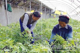 拉薩市投資3000萬元建設特色園藝蔬菜基地，推動農業企業托管服務發展